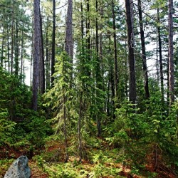 Temagami Island Forest